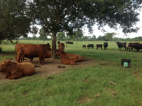 Red Brangus at Ranch